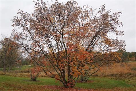 Trees That Grow Perfectly In Zone 6