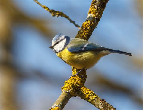 Die blaumeise können wir häufig an futterhäuschen beobachten. Die Blaumeise Foto & Bild | tiere, wildlife, wild lebende ...
