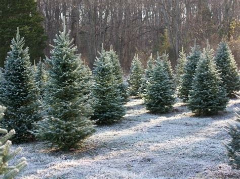 Maybe you would like to learn more about one of these? Cut Your Own Christmas Tree Near Bronxville, Eastchester ...