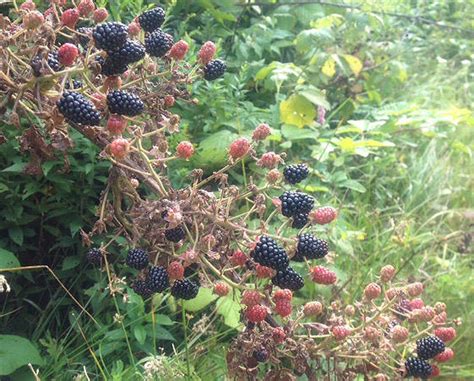 Blackberry A Tale Of Two Fruits Arthur Haines