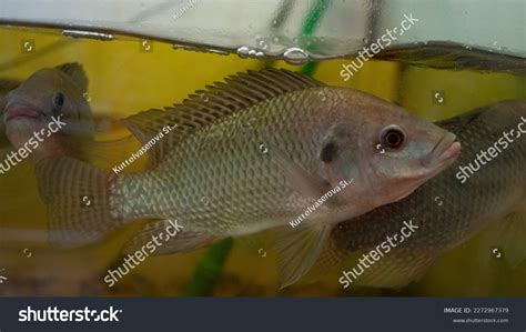 Closeup Nile Tilapia Oreochromis Niloticus Aquarium Stock Photo