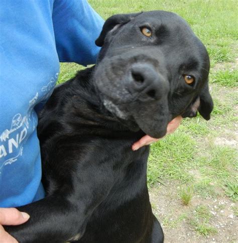 Adopt Diesel On Labrador Retriever Labrador Dog Adoption