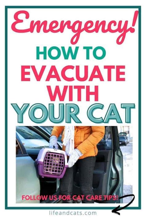 Emergency How To Evacuate With A Cat