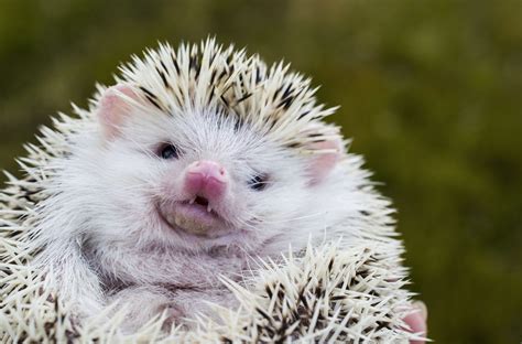 The Pet Hedgehog Has A Life That Is Virtually Perfect