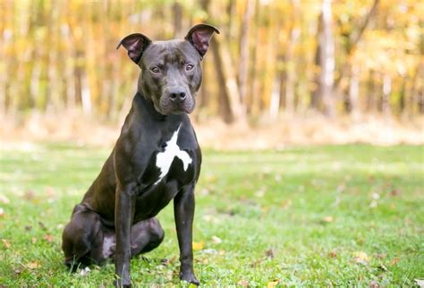 Black Pitbull An Ultimate Guide To The Most Feared Dog