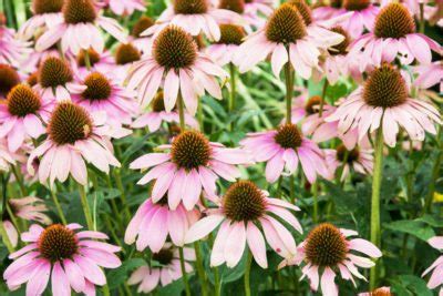 Maybe you would like to learn more about one of these? Perennials Tolerant Of Drought - Drought Tolerant ...