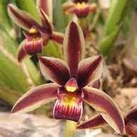 Cymbidium Aloifolium Aloe Leafed Cymbidium Seed Pack Online Seed Store