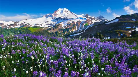 Hd Wallpaper Purple And White Flowers Mountains Snow Landscape