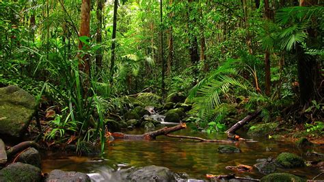 Hd Wallpaper Amazon River Amazon Rainforest Tropical Forest Tropics