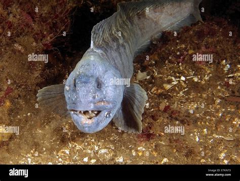 Atlantic Wolffish Atlantic Catfish Seawolf Ocean Catfish Devil Fish