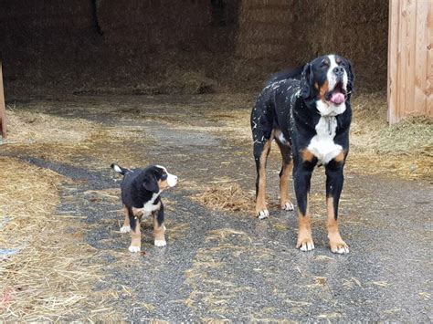Die günstigsten angebote beginnen bei € 950. Hundewelpen: Schweizer Sennenhunde Welpen gebraucht kaufen ...