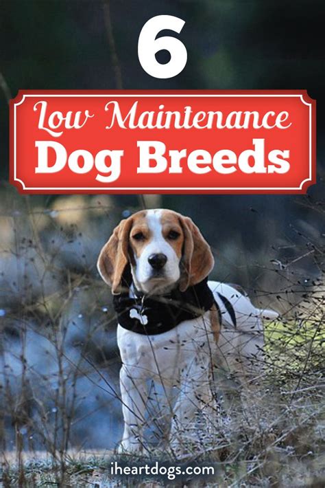 Goldfish are a very low maintenance pet and certainly lower maintenance than most other fish. 6 Of The Most Low Maintenance Dog Breeds | Low maintenance ...