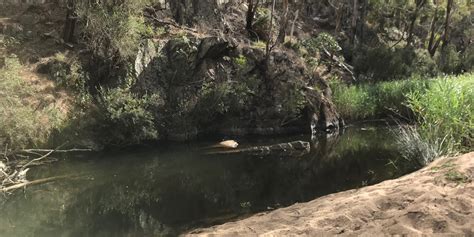 Mixed Naturist Walk Swim Bungal State Forest Moorabool River The