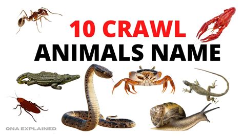 10 Crawl Animals Name Qna Explained Youtube