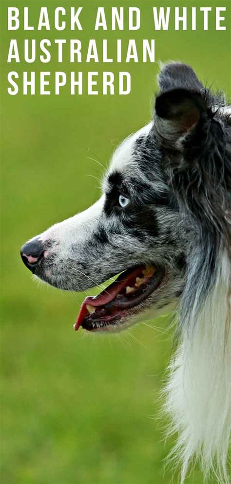 This is because they were originally bred to herd sheep in difficult terrain. Black And White Australian Shepherd - Is This Dog Right ...