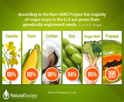 Check spelling or type a new query. Americans To Eat 1+ Billion Pounds of GMO Foods On ...