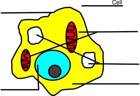 Simple Animal Cell Diagram For Kids Clipart Best