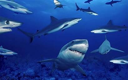 Sharks Wallpapers Desktop Backgrounds Background Swimming Watching