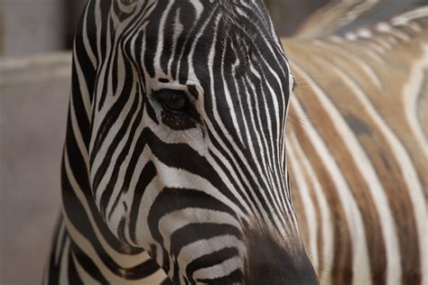 图片素材 野生动物 动物园 模式 鬃毛 动物群 斑马 特写 脊椎动物 非洲 苹果浏览器 马像哺乳动物