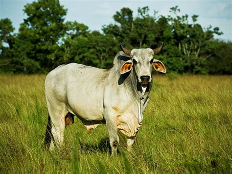 The brahman cattle is a very popular breed in it's native area and some other countries around the world. Very popular images: Brahman cattle