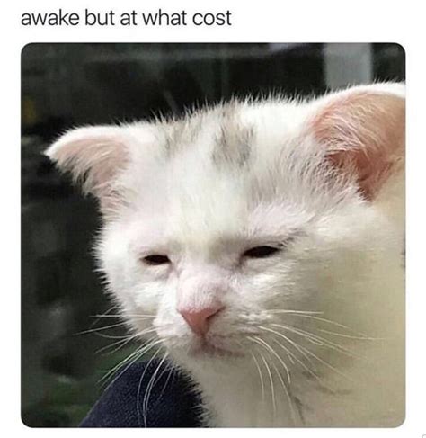 Sad Meow Meme By Thepartypooper Memedroid