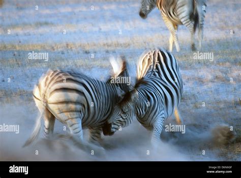 Zebras Fighting Botswana Africa Stock Photo Alamy
