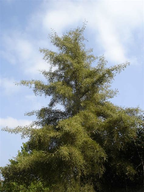 Alnus Glutinosa Imperialis