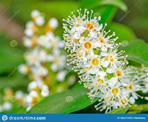 Blossoms Of An Evergreen Cherry Laurel Bush Stock Image Image Of