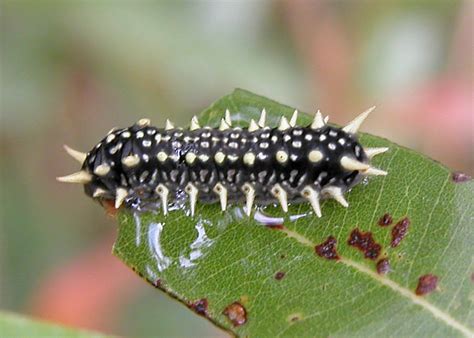 Caterpillar with spike tail australia. Black Slug Cup Moth - Doratifera casta