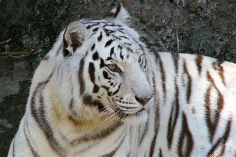 White Tiger Free Photo Download Freeimages