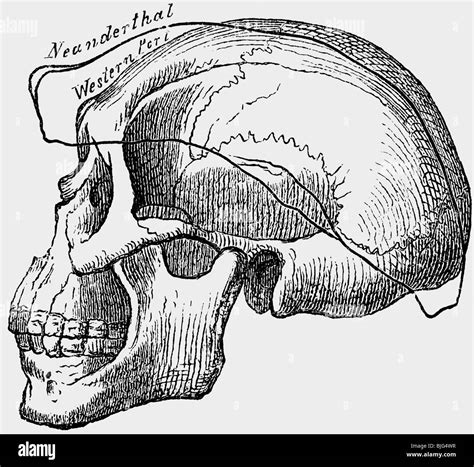 Homo Neanderthalensis Neanderthal Skull Black And White Stock Photos