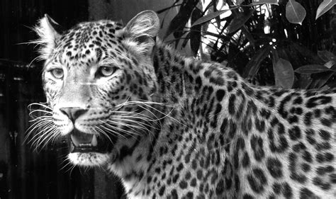Harimau vs singa, siapa yang akan menang bila mereka bertarung satu lawan satu? pertama dari ukuran fisik, harimau jelas lebih besar dari singa. 101+ Gambar Hitam Putih Macan Paling Keren - Gambar Pixabay