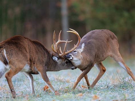 Monster Whitetail Deer Buck Fighting
