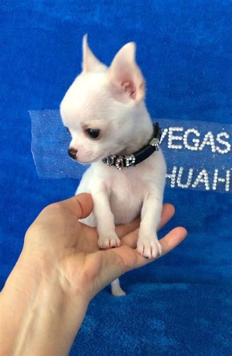 All breed puppy for sale in india, we are the best breeders in india, buy and purchase breed dog in best price range in all over india. Chihuahua puppies for sale | Teacup chihuahua puppies, Chihuahua puppies, Puppies