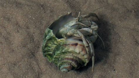 Ecuadorian crab, which is a very common pet hermit crab species, can only grow up to 12mm or ½. Thinstripe hermit crab comes out of its shell. - YouTube