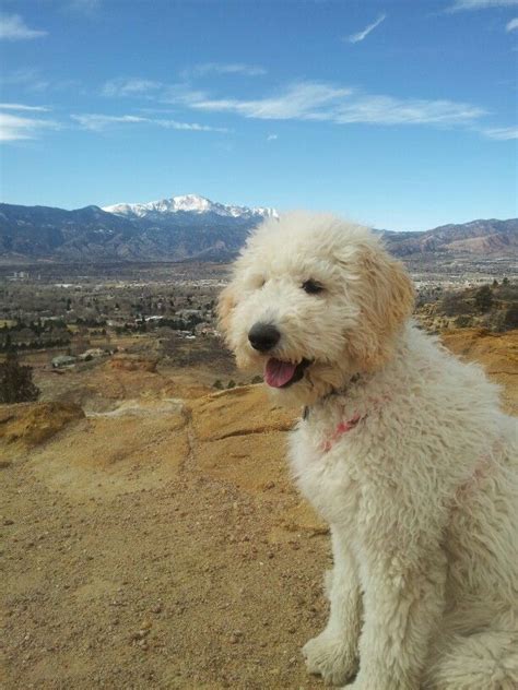We do not ship puppies. Our #goldendoodle puppy, Rosie, 5.5 months old. At Palmer ...