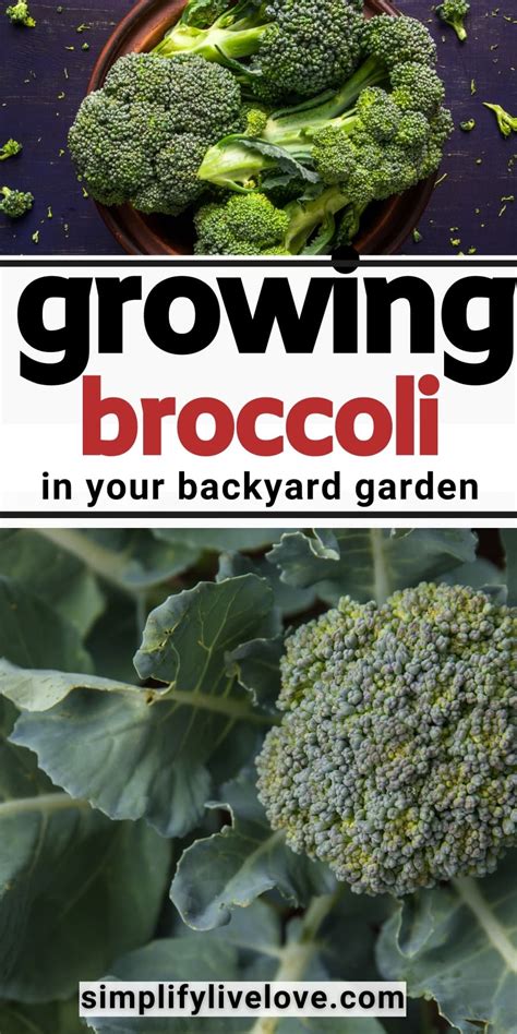 How To Grow Broccoli From Seed To Harvest Simplify Live Love