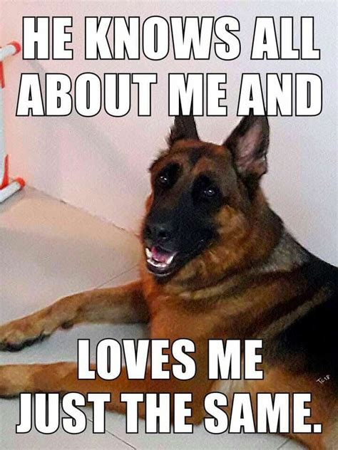 Popular german shepherd cat of good quality and at affordable prices you can buy on aliexpress. 50+ Funniest German Shepherd Memes | #MemeGodCertified ...