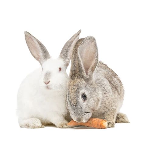 Rabbits Eating Carrot Stock Photo Image Of Mammal Background 39254184