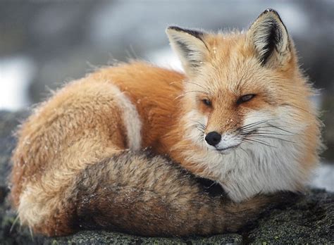 Fluffy Fox Pet Fox Fox Pictures Animals Beautiful