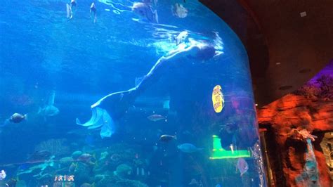 Mermaid Fish Tank Las Vegas 2016 Youtube