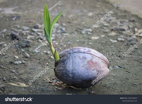 1182 Coconut Germinating Images Stock Photos And Vectors Shutterstock