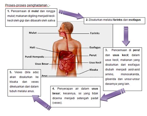 Anatomi Fisiologi Sistem Pencernaan Manusia Dinamika Kebidanan Sexiz Pix