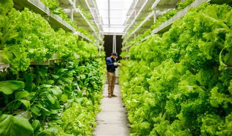 How To Start Hydroponic Farming At Home In India Farming Mania