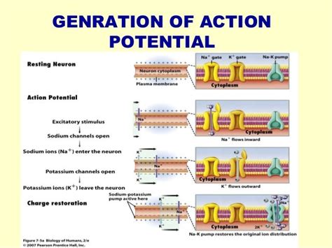 Mechanism Of Nerve Impulse