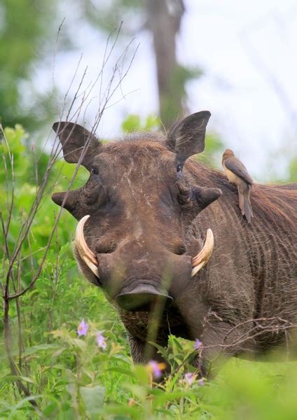 Warthog In The Grass 2 Free Stock Photos Rgbstock Free Stock