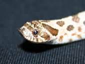A common question people ask is how much does it cost to own a snake?. TheHognosesnake.co.uk- Hognose information, facts, photos ...