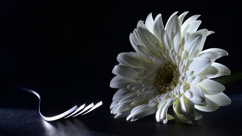 White Chrysanthemum Flower With Fork On Floor In Black Background 4k 5k Hd Flowers Wallpapers