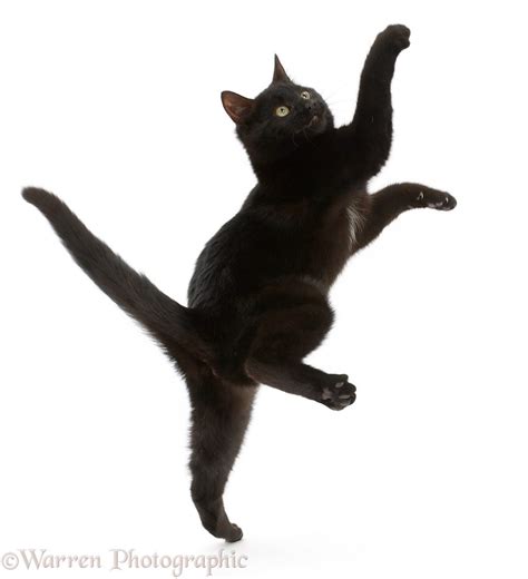 Black Kitten Jumping And Reaching Up Photo Wp46895