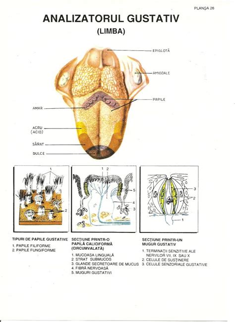 Documente Biologie Gaseste Informatii Despre Biologi Istoria Biologiei